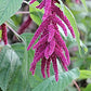 Whole Grain 100% Natural Amaranth Seeds non-GMO RAW (7 LB)