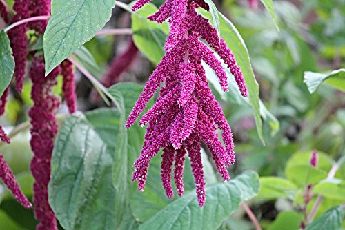 Organic Whole Grain Amaranth Grain Seeds non-GMO RAW non-GMO Vegan Bulk (3LB)