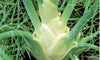 Fennel Seed, Florence Fennel, Heirloom, Non GMO, 50+ Seeds, Country Creek Acres