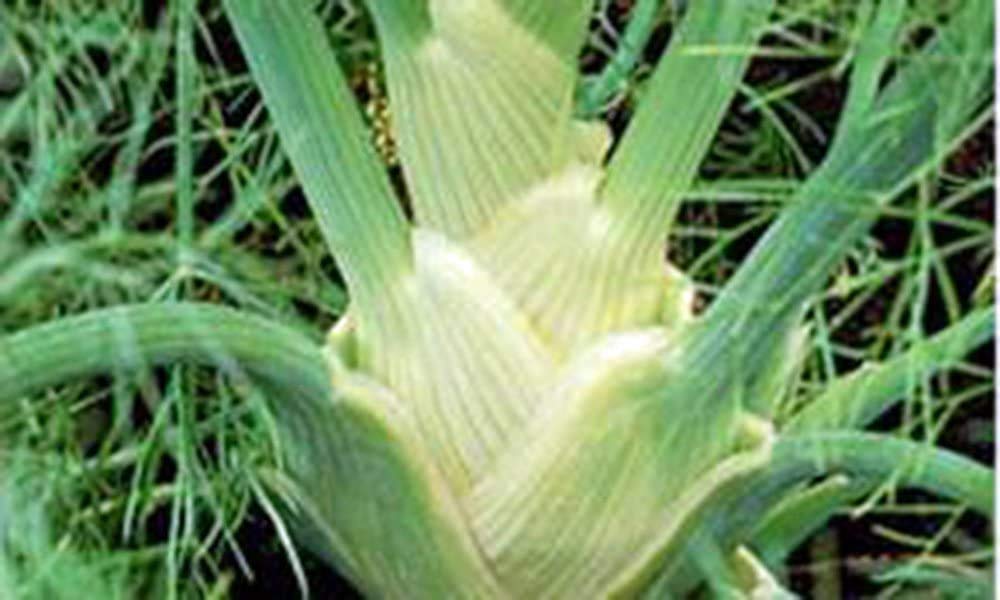 Fennel Seed, Florence Fennel, Heirloom, Non GMO, 50+ Seeds, Country Creek Acres