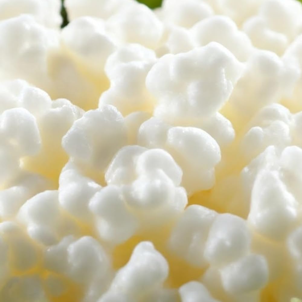 Spartan Live Milk Kefir Grains - Organic Probiotic Starter Culture (1 TBSP) - Reusable, Non-GMO, Easy to Make Homemade Kefir