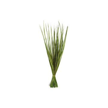 Vickerman 28-32'' Basil Wild Flax Grass. Comes in 12oz (3 -4 oz Bundles) Dried