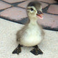Generic Fertile Duck Hatching Eggs - Barnyard Mix, 5+ Eggs