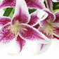 KaBloom PRIME NEXT DAY DELIVERY - Fall Collection - Barbie Pink Lily: Bouquet of 5 Fresh Pink Stargazer Lily . Gift for Birthday