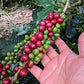 Don Leo Coffee From El Salvador - Ground