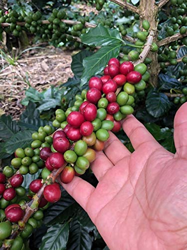 Don Leo Coffee From El Salvador - Ground