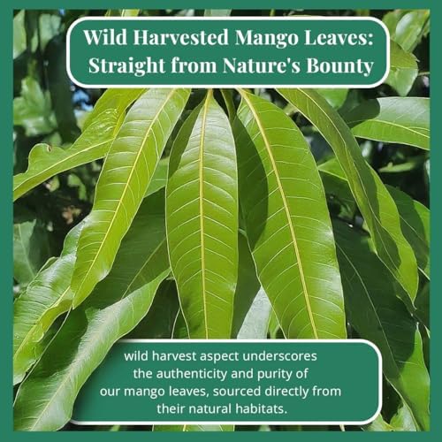 Akshit Mango Leaves Herbal Tea, Caffeine-Free Loose Leaf, 5.2 oz, Non-GMO