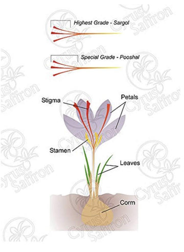 Cyrus Saffron Organic USA Grown Saffron - 1 Gram, Premium Quality Spice