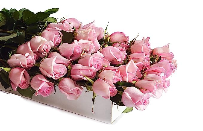 KaBloom Flowers - 100 Pink Roses - Gift for Birthday  Sympathy  Anniversary  Get Well  Thank You  Valentine  Mothers Day Fresh Flowers