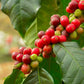 Smokin Beans 5-Pound Unroasted Green Arabica Coffee Beans, Specialty Grade, 80 Ounce