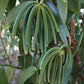 FITNCLEAN VANILLA 30 Organic Madagascar Vanilla Beans Grade A/B - 5-7 Fresh Whole Non-GMO Pods, USDA Certified Organic