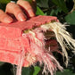 Angel Hair - Chocolate Cotton Candy Bar 170 Gram Strawberry And Pistachio Amazing Pack, Gift Box 5.9 Oz (1-Pack)