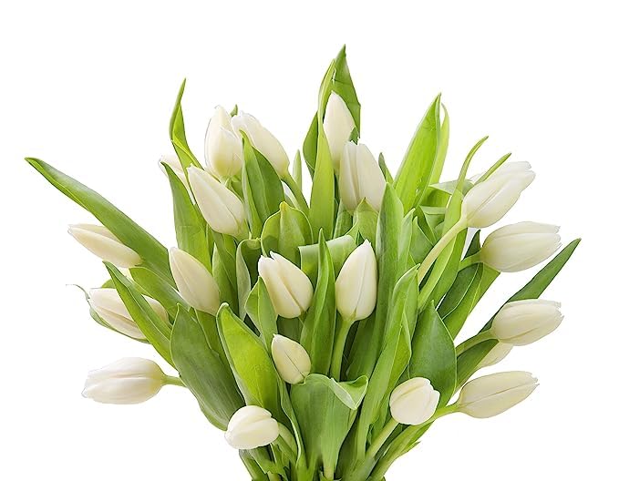 Kabloom Flowers -Valentine'S Day Collection - 10 White Tulips Without Vase, Gift For Birthday, Sympathy, Anniversary, Get Well,
