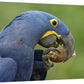 Hyacinth Macaw In Cerrado Habitat Eating Piassava Palm Nuts, Brazil-Canvas Art-18''X12''