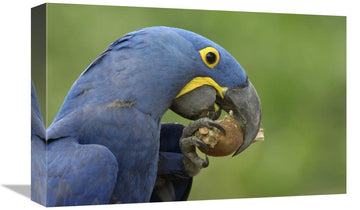 Hyacinth Macaw In Cerrado Habitat Eating Piassava Palm Nuts, Brazil-Canvas Art-18''X12''