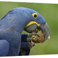 Hyacinth Macaw In Cerrado Habitat Eating Piassava Palm Nuts, Brazil-Canvas Art-30''X20''