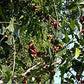 Ethiopian Yirgacheffe Green Unroasted Coffee Beans 1 Pound