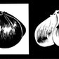 Garlic Elephant -0.15 Oz About 20 To 25 Cloves Organic Fresh Seeds Cloves Garlic Elephant For Planting, Eating And Growing Your