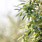 cobram Estates - Evoo california Robust - case Of 6-254 Fz(D0102H54PXT)