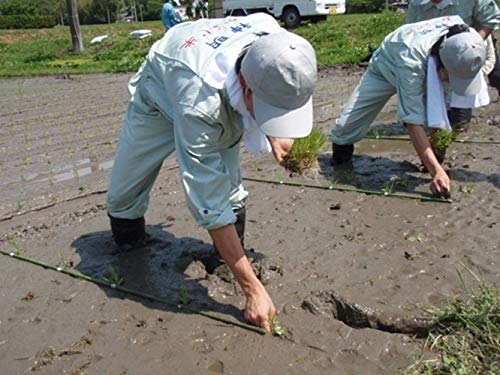 Shinmei Toyama Koshihikari Japanese Short Grain, 11.0 Lb