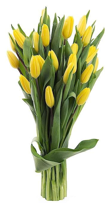 KaBloom Flowers - Bloomia collection - 15 Yellow Tulips Without Vase - Gift for Birthday, Sympathy, Anniversary, Get Well, Thank