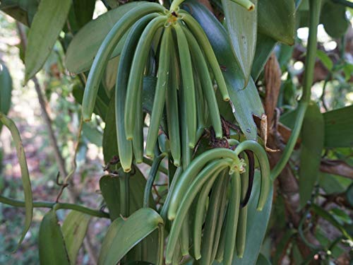 FITNCLEAN VANILLA Organic Madagascar Vanilla Beans, 15 Count, 6-7.5 Bulk spirit-inspired flavor, Certified USDA Organic, NON-GMO Whole Pods