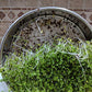 Variety Pack Sprouting Seeds Broccoli, Alfalfa, Radish, Mung Beans & Salad Mix For Sprouts And Microgreens. Non-Gmo. Pack Of 10