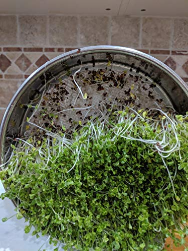 Variety Pack Sprouting Seeds Broccoli, Alfalfa, Radish, Mung Beans & Salad Mix For Sprouts And Microgreens. Non-Gmo. Pack Of 10