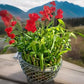 Lucky Bamboo 20 Stalks Of Pure Luck, Free Butterfly Stake, No Green Thumb Required! Just Add Water, Indoor Perennial Plants, Ide