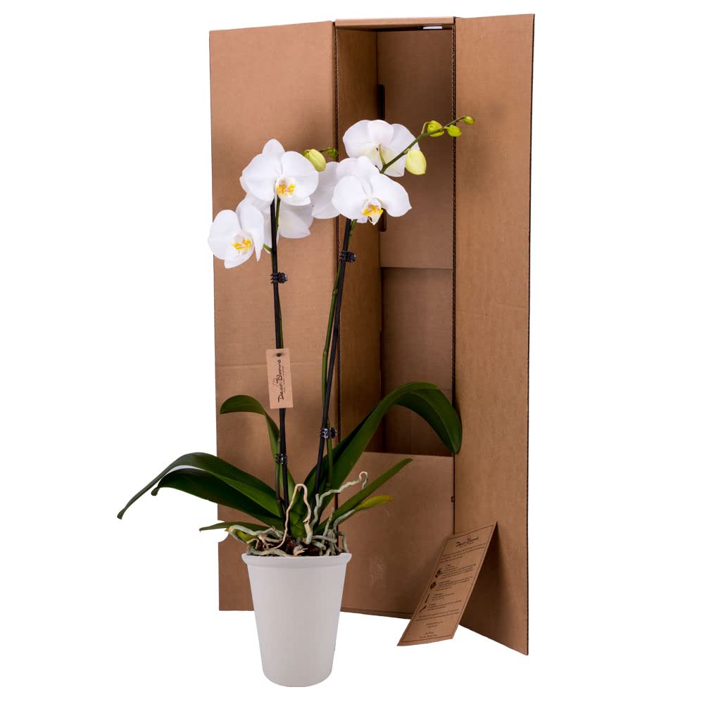 Decoblooms Living White Orchid Plant - 5 Inch Blooms - Fresh Flowering Home D  Cor