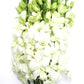 Fresh Cut Flowers - Dendrobium Orchids White
