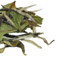 Tian Hu Shan Enhanced White Tea Loose Leaf, Original Bai Mu Dan With A Light & Fresh Delicate Flavor, Low Caffeine, Hot & Cold Brew 4 Ounce (Pack Of 1)