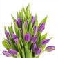 Kabloom Flowers -Valentine'S Day Collection - 10 Purple Tulips Without Vase, Gift For Birthday, Sympathy, Anniversary, Get Well,
