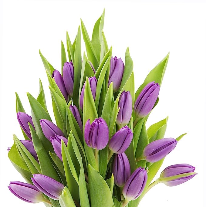 Kabloom Flowers -Valentine'S Day Collection - 10 Purple Tulips Without Vase, Gift For Birthday, Sympathy, Anniversary, Get Well,