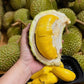 Premium Malaysian Musang King Durian (D197) - Whole Fruit 5-6lbs