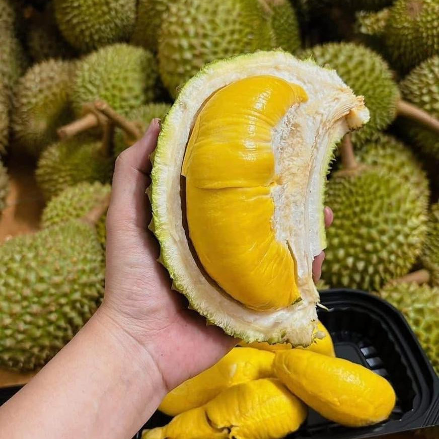 Premium Malaysian Musang King Durian (D197) - Whole Fruit 5-6lbs