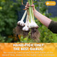Premium Garlic Powder, 100% Natural and Pure from Garlic, Rich Flavor, Perfect for Cooking & Seasoning