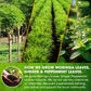 Premium Moringa Ginger Peppermint Herbal Tea