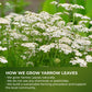 Premium Yarrow Tea Leaves | Naturally Aromatic, Freshly Packed Loose Leaf Yarrow