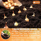 Premium Onion Powder, 100% Natural and Pure from Onion, Rich Flavor, Perfect for Cooking & Seasoning