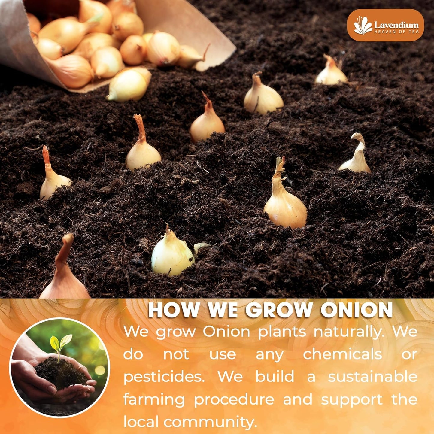 Premium Onion Powder, 100% Natural and Pure from Onion, Rich Flavor, Perfect for Cooking & Seasoning