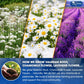 Premium Valerian Tea, Made From Valerian Root, Chamomile flower, Lavender flower Loose Leaf Herbal Tea. Made with Natural Material Tea Bags. No Sugar, No Caffeine, No Gluten, Vegan.