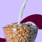 Cinnastars Cereal