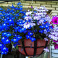 Graffiti GRDN Multicolor Lobelia Seed Mix - 1000+ Non-GMO Seeds