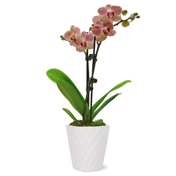 Green Circle Growers Salmon Orchid in 3 White Pot, Live Indoor Plants, House Plant