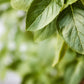 Granaroma Basil Leaves, Sauces & Dressings, Cut & Sifted (1.28 Ounce)