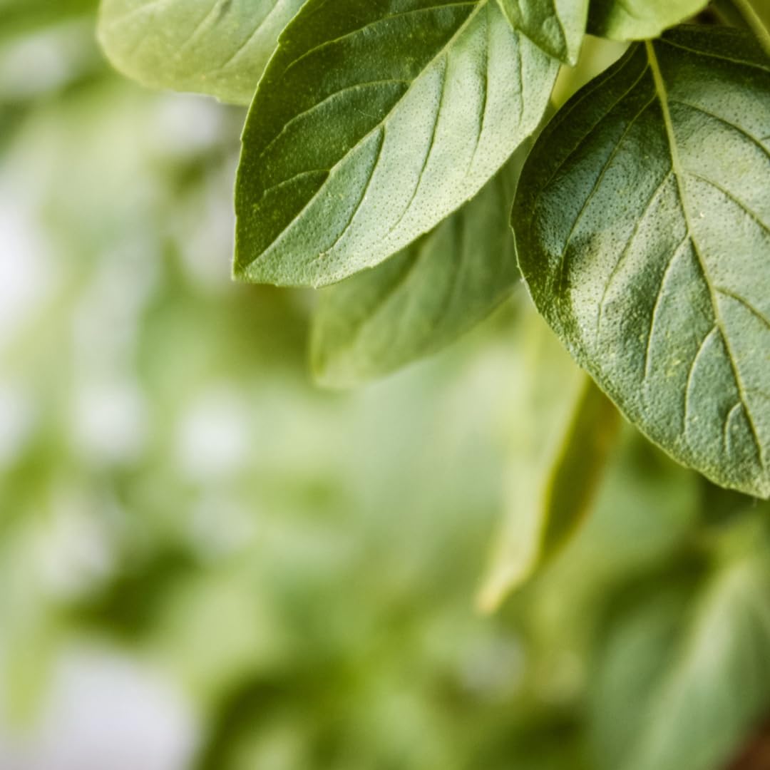 Granaroma Basil Leaves, Sauces & Dressings, Cut & Sifted (1.28 Ounce)