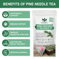 WOGORGT Pine Needle Tea Bags - Organic Herbal Tea, Caffeine Free, 20 Bags, 2.11 Ounce