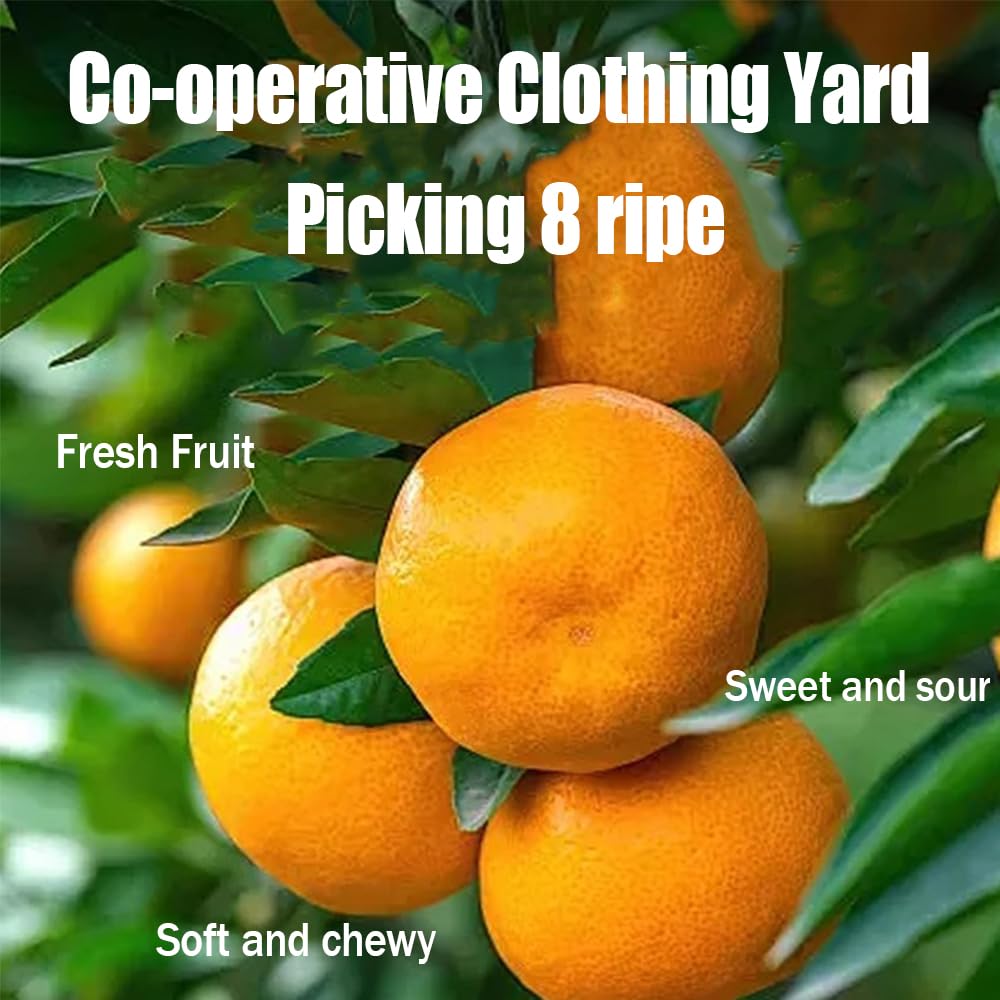 Phuumy Dried Plums - 5.64oz Unsweetened Orange Peel Prunes, Pitted Chinese Snacks