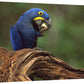 Hyacinth Macaw Eating Piassava Palm Nuts, Cerrado, Brazil-Canvas Art-18''X12''